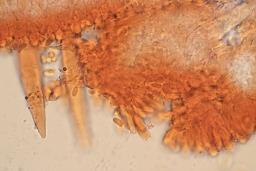 Strobilurus tenacellus