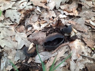 Helvella solitaria