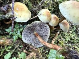 Hypholoma capnoides