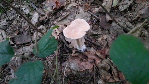 Infundibulicybe gibba