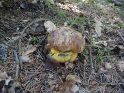 Imperator torosus