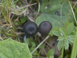 Entoloma chalybeum