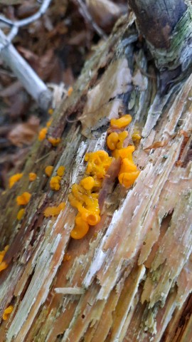 Dacrymyces chrysospermus