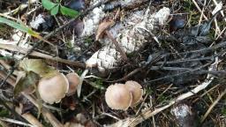 Baeospora myosura