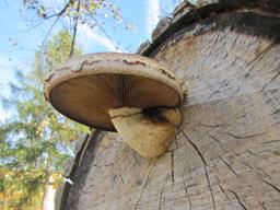 Pholiota populnea