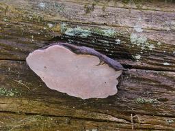 Rhodofomes roseus