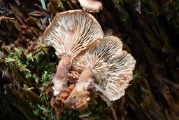 Neolentinus adhaerens