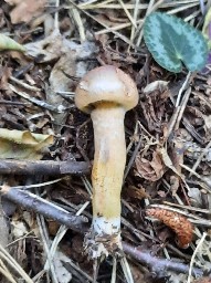 Chroogomphus rutilus