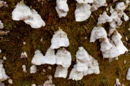 Trichaptum abietinum