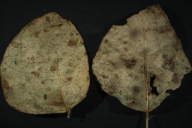 Uromyces appendiculatus