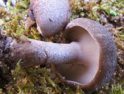 Lentinus substrictus