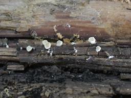 Clitopilus hobsonii