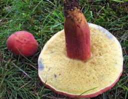Rheubarbariboletus armeniacus