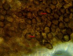 Tapesia lividofusca