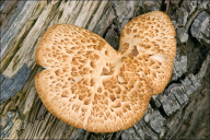 Neofavolus alveolaris
