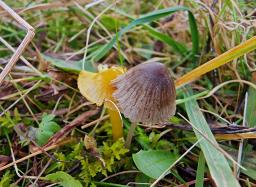 Mycena aetites