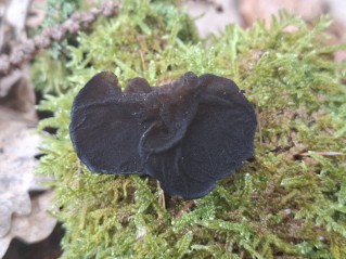 Exidia glandulosa