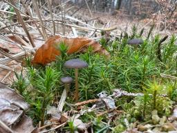Strobilurus esculentus