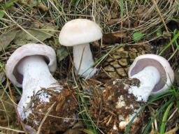 Lepista glaucocana