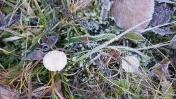 Cuphophyllus russocoriaceus
