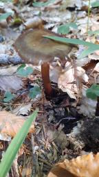 Oudemansiella melanotricha