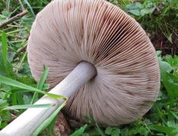 Volvopluteus gloiocephalus