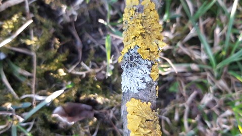 Xanthoria parietina