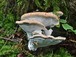 Calcipostia guttulata