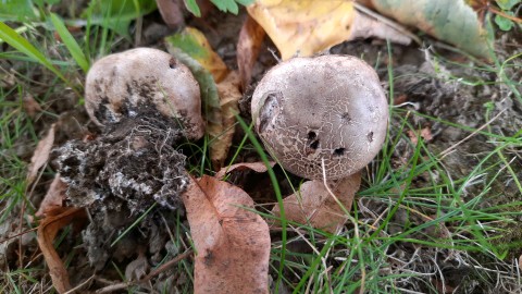 Scleroderma cepa