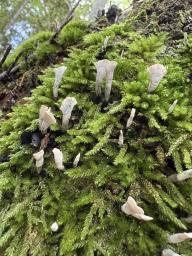 Xylaria hypoxylon