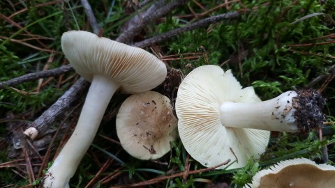 Tricholoma equestre