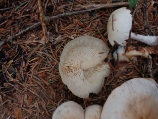 Gymnopus hariolorum