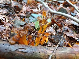 Craterellus lutescens
