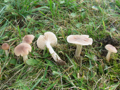Cuphophyllus colemannianus