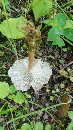 Infundibulicybe costata