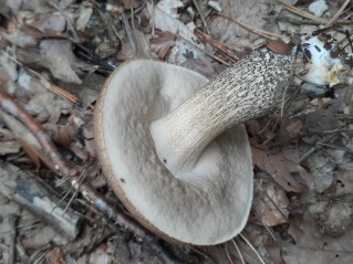 Leccinum scabrum