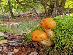 Pholiota adiposa