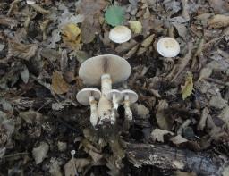 Hebeloma radicosum