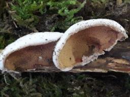 Phlebia tremellosa
