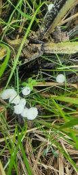 Hemimycena candida