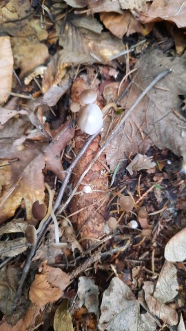 Strobilurus esculentus