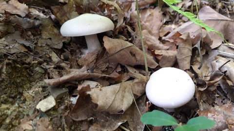 Lepista glaucocana