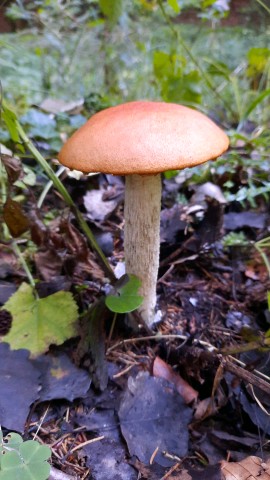Leccinum aurantiacum
