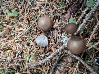 Strobilurus esculentus