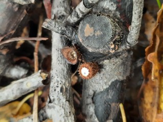Cyathus striatus