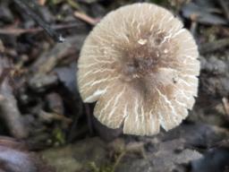 Pluteus diettrichii