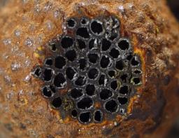 Hypoxylon howeanum