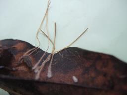 Typhula juncea