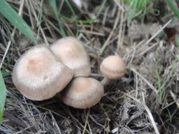 Panaeolus cinctulus