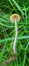 Galerina clavata